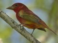 Summer Tanager - South Padre Island