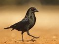 Bronzed Cowbird - Santa Clara Ranch, McCook