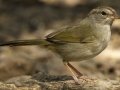 Olive Sparrow - Santa Clara Ranch, McCook