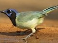 Green Jay - Laguna Atascosa National Wildlife Refuge