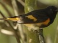 American Redstart - South Padre Island