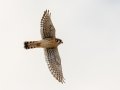 American Kestrel - County Road 16, Pampa US-TX, Dec 16, 2022