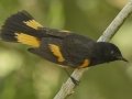 American Redstart - South Padre Island