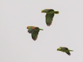 Red-lored Parrots - Oliveira Park, Brownsville, Cameron, Texas, Jan 27, 2023