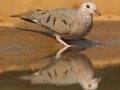 Common Ground Dove - Santa Clara Ranch, McCook
