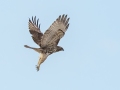 Red-tailed Hawk (borealis) - County Road 16, Pampa US-TX, Dec 16, 2022