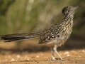 Greater Roadrunner - Santa Clara Ranch, McCook