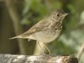 Gray-cheeked Thrush - South Padre Island