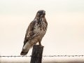 Rough-legged Hawk - County Road 16, Pampa US-TX, Dec 16, 2022