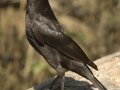 Bronzed Cowbird - Santa Clara Ranch, McCook