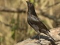 Bronzed Cowbird - Santa Clara Ranch, McCook