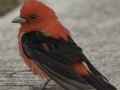 Summer Tanager - South Padre Island