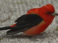 Summer Tanager - South Padre Island