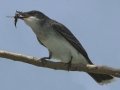Eastern Kingbird - Estero Llano Grande State Park, Weslaco
