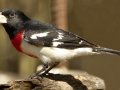 Rose-breasted Grosbeak - South Padre Island