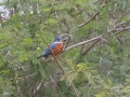 Ringed Kingfisher - Anzalduas Park (LTC 068), Hidalgo, Texas, Jan 23, 2023