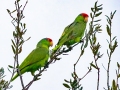 Red-crowned Parrots - Oliveira Park, Brownsville, Cameron, Texas, Jan 27, 2023
