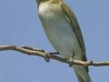 Red-eyed Vireo - South Padre Island