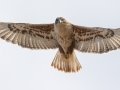 Ferruginous Hawk - County Road 16, Pampa US-TX, Dec 16, 2022