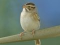 Clay-colored Sparrow - South Padre Island