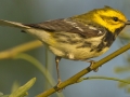 Black-throated Green Warbler  -  South Padre Island