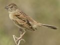 Botteri's Sparrow - Palo Alto Battlefield National Historic Park, Brownsville