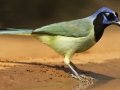 Green Jay - Laguna Atascosa National Wildlife Refuge