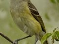 White-eyed Vireo - South Padre Island