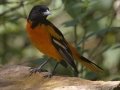 Baltimore Oriole - South Padre Island