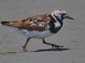 Ruddy Turnstone - South Padre Island