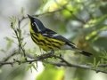 Magnolia Warbler - South Padre Island