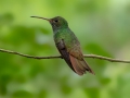 Buff-bellied Hummingbird - South Padre Island