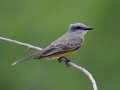 Tropical Kingbird - Resaca de la Palma National Battlefield, Brownsville