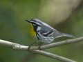 Yellow-throated Warbler