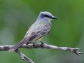 Tropical Kingbird - Resaca de la Palma National Battlefield, Brownsville