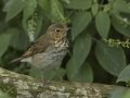 Swainson's Thrush - South Padre Island