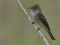 Eastern Wood-Pewee - South Padre Island