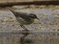 Northern Waterthrush - South Padre Island