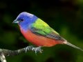 Painted Bunting - South Padre Island