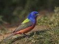 Painted Bunting - Santa Clara Ranch, McCook