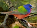 Painted Bunting - South Padre Island