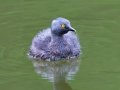 Least Grebe - Resaca de la Palma State Park, Brownsville