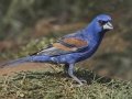 Blue Grosbeak - Laguna Seca Ranch, Edinburg