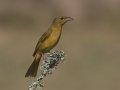 Summer Tanager female - Laguna Seca Ranch, Edinburg