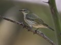 Cape May Warbler - South Padre Island