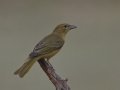 Summer Tanager female - Laguna Seca Ranch, Edinburg