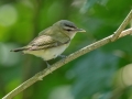 Red-eyed Vireo - South Padre Island