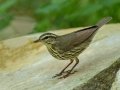 Northern Waterthrush - South Padre Island