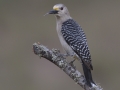 Golden-fronted Woodpecker - Laguna Seca Ranch, Edinburg