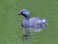 Least Grebe - Resaca de la Palma State Park, Brownsville